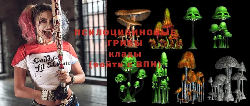 Псилоцибиновые грибы Psilocybe  Ноябрьск 